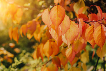Orange autumn leaves on the branches of a tree. Bright leaves.