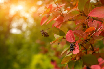 Red autumn leaves and black dry berries on bush branches copy space.