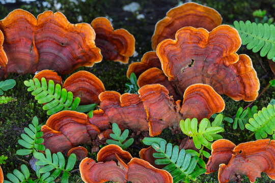 Turkey Tail fungus, resurrection fern and moss on a rainy fall d