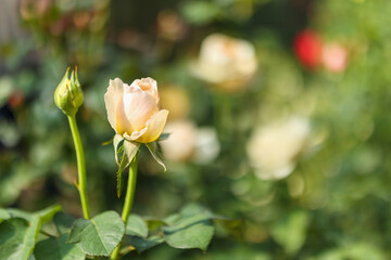 Beautiful white roses flower in the garden