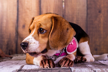 beagle puppy sitting in a chair
