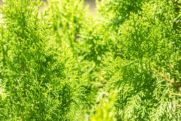 Leave of Chimese Orientali, Platycladus Orientalis, pine tree, christmas tree. Leaf background and texture with copy space.