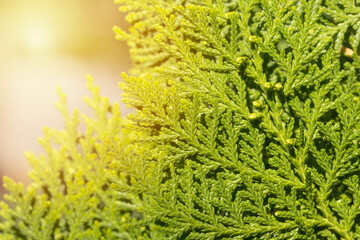 Leave of Chimese Orientali, Platycladus Orientalis, pine tree, christmas tree. Leaf background and texture with copy space.