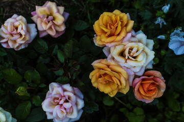 Colorful roses against the background of green foliage
