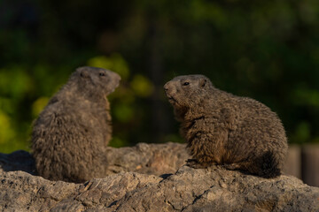 Fototapeta premium Marmot on stone in sunny nice summer morning
