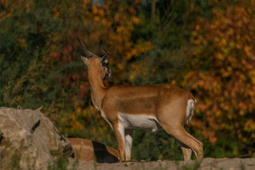 Antelope animal on stone with color leaf forest on background