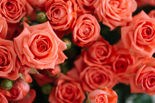 Pink roses in closeup