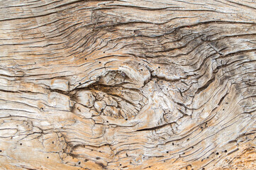 background texture-close up of a large knot and surrounding pattern in the trunk of a pepper tree