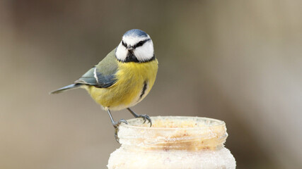 Blue tit bird on peanut butter jar