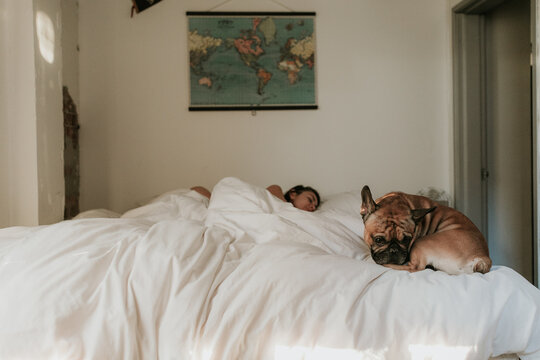 French Bulldog Puppy Dog Laying on Bed in Bedroom