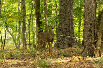 The young white-tailed deer in the forest © Denny