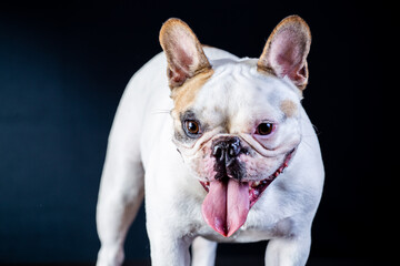 Fototapeta premium Bulldog pet