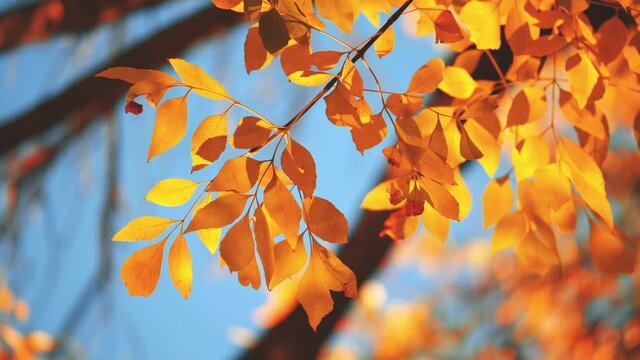 Yellow, red and orange tree leaves over blue sky background. Slow motion, 4K UHD.