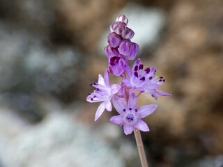 Piccola orchidea selvatica
