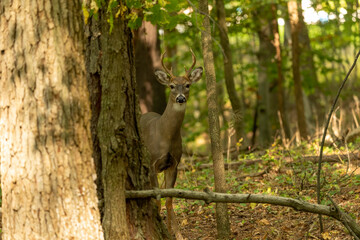 The young white-tailed deer in the forest