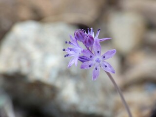 Piccola orchidea selvatica