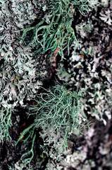 Foliose Lichen texture on the tree. Highly detailed fungus and moss in the outdoors forest.