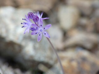 Piccola orchidea selvatica © Steve Fossiant