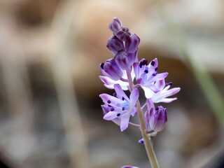Piccola orchidea selvatica