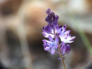 Piccola orchidea selvatica