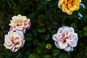 Colorful roses against the background of green foliage