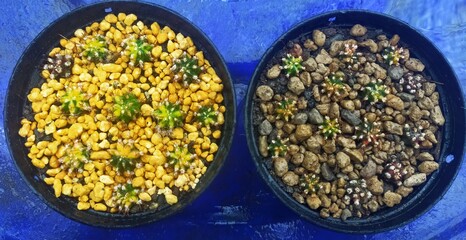 Gymno Calicium Mihano LB, beautiful spotted color.