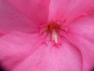 Fiore dell'oleandro