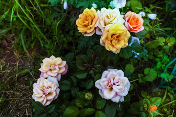 Colorful roses against the background of green foliage