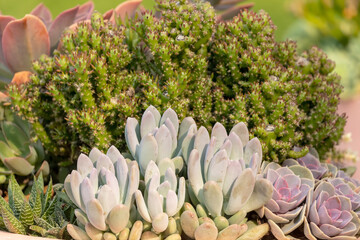 The succulent plants in botanical garden in Wisconsin