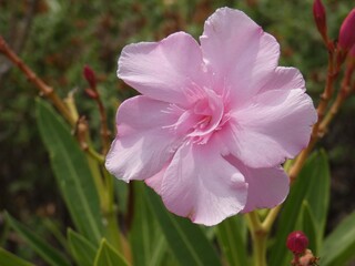 Piccola orchidea selvatica © Steve Fossiant