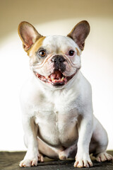 french bulldog puppy