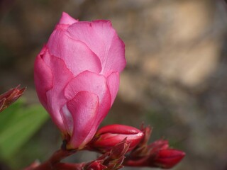 Fiore dell'oleandro
