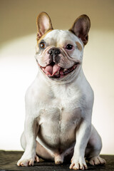 french bulldog puppy