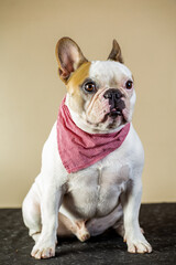 english bulldog puppy