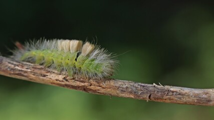 Raupe des Buchen-Streckfußes (Calliteara pudibunda).