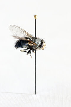 Fly on a pin, part of an old insect collection