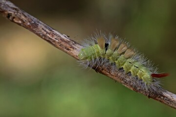 Raupe des Buchen-Streckfußes (Calliteara pudibunda).
