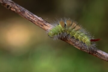 Raupe des Buchen-Streckfußes (Calliteara pudibunda).