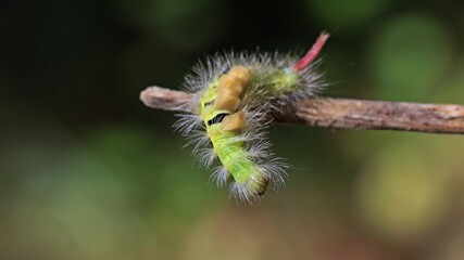 Raupe des Buchen-Streckfußes (Calliteara pudibunda).