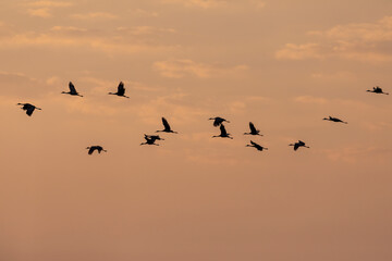 Obraz premium Flying flock of sandhill cranes in the sunset