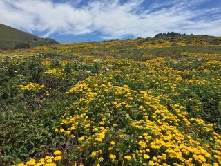 Fototapeta premium field of flowers