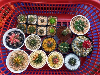 Cactus Gymno Calicium Lb beautiful green various species