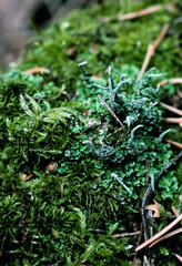 Foliose Lichen texture on the tree. Highly detailed fungus and moss in the outdoors forest.
