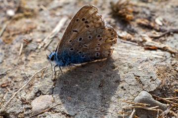 Fototapeta na wymiar butterfly on the ground