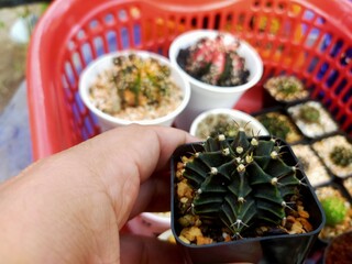 Cactus Gymno Calicium Lb beautiful green various species