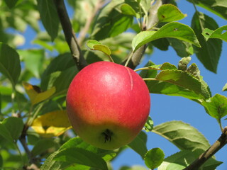 Apfel am Baum