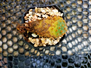 Opuntia cactus root rot dies