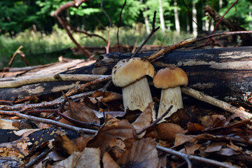 Boletus edulis edible mushroom