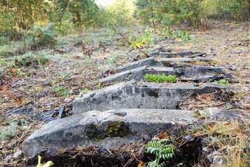 abandoned and dismantled old railway overgrown with pine forest