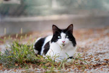 beautiful black and white cat loking at the camera outdoor